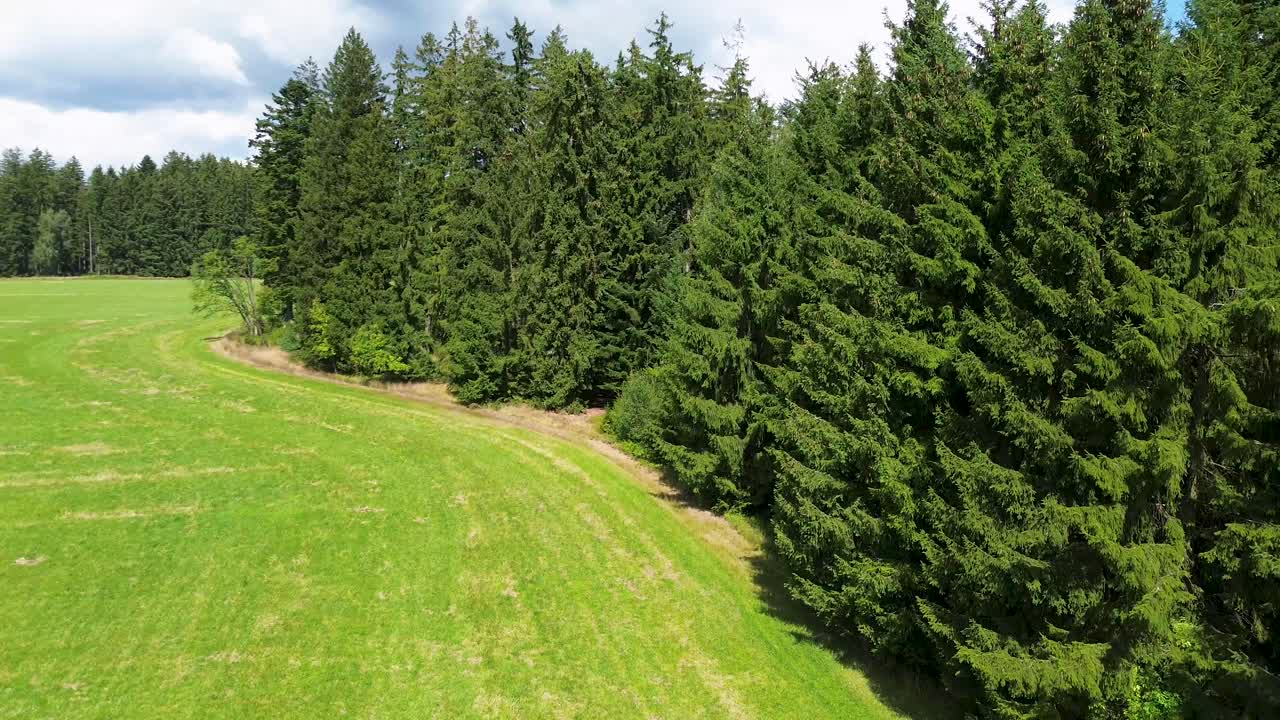 카메라가 땅에서 숲  ⁇ 의 초원에서 나무의 왕관으로 올라갑니다.