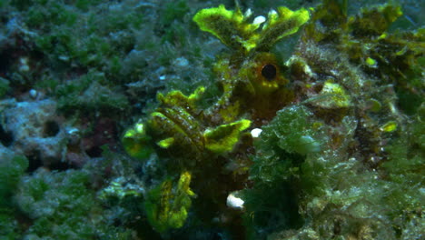 a beautiful weedy scoprion fish slightly opening its mouth while gently swaying among the ocean's floor soft coral