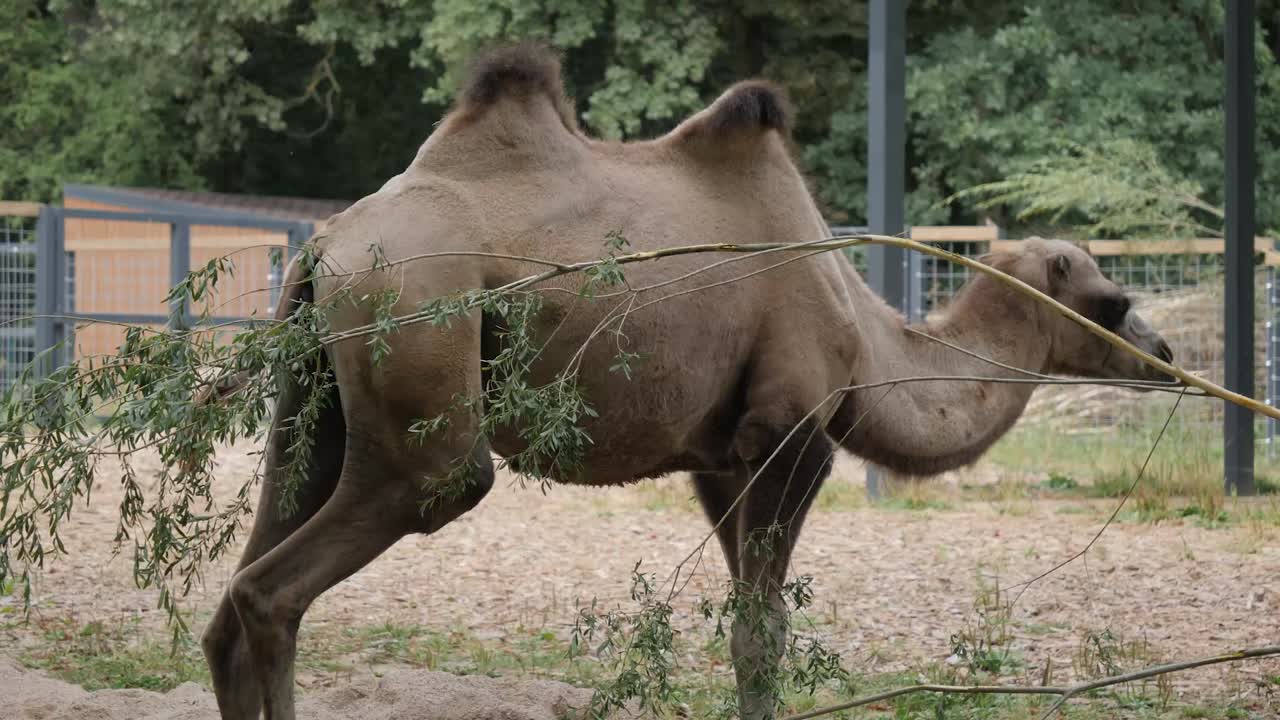 Camel eat branch in zoo