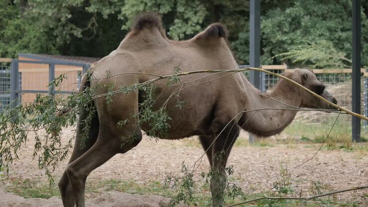 Cammello che mangia un ramo nello zoo