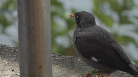 Blackbird-crested-myna-perching-on-a-concrete-edge,-nature-backdrop