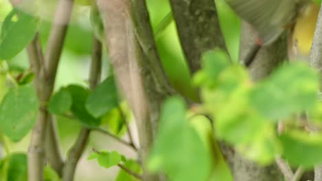 Cedar-Waxwing-bird-looks-around-close-shot