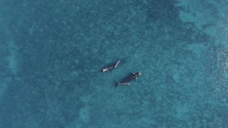 whales swimming in blue ocean