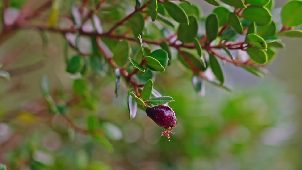Close-up Buah Beri Merah Gelap pada Cabang Berdaun Hijau.
