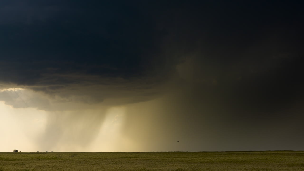 Severe Thunderstorm Over a Wheat Field