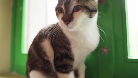 cute cat licking its paw in front of the window, look at the camera , closeup