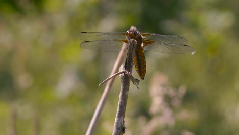 close-up of a blue and yellow dragonfly resting on a branch, it moves its head from time to time, we see its abdomen moving