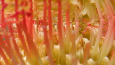 close-up of pincushion protea flower