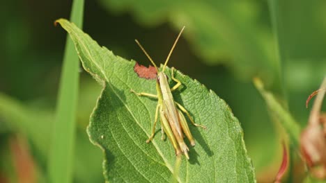 small grasshopper sitting on the green leaf of a plant and playing on its legs