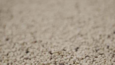 Slow-motion-rack-focus-close-up-of-drying-coffee-beans