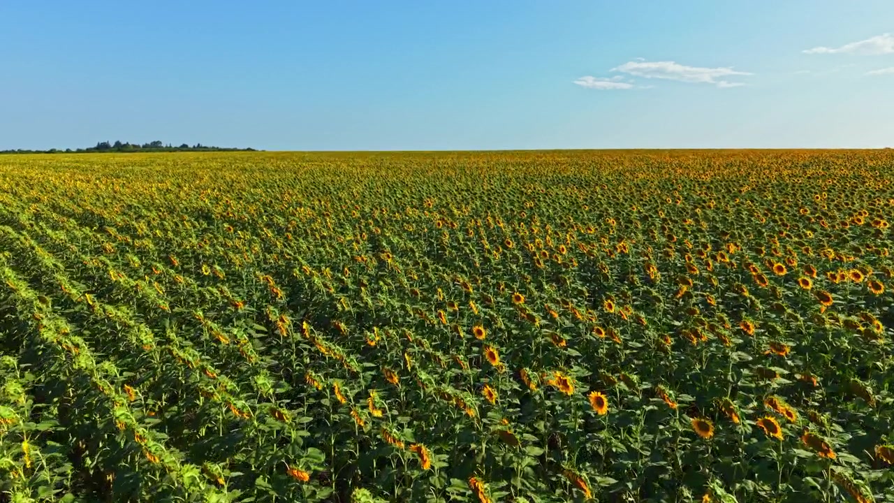 Ampia vista di un campo di girasoli in una giornata soleggiata con cielo sereno e alberi in lontananza sullo sfondo