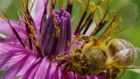 macro vista superior de la abeja melífera cubierta de polen trabajando y polinizando la flor morada