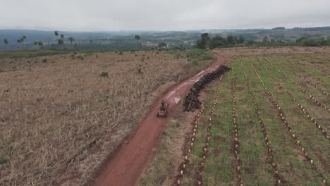 a bullock cart moves along a dirt road in a vast yerba mate field under a cloudy sky