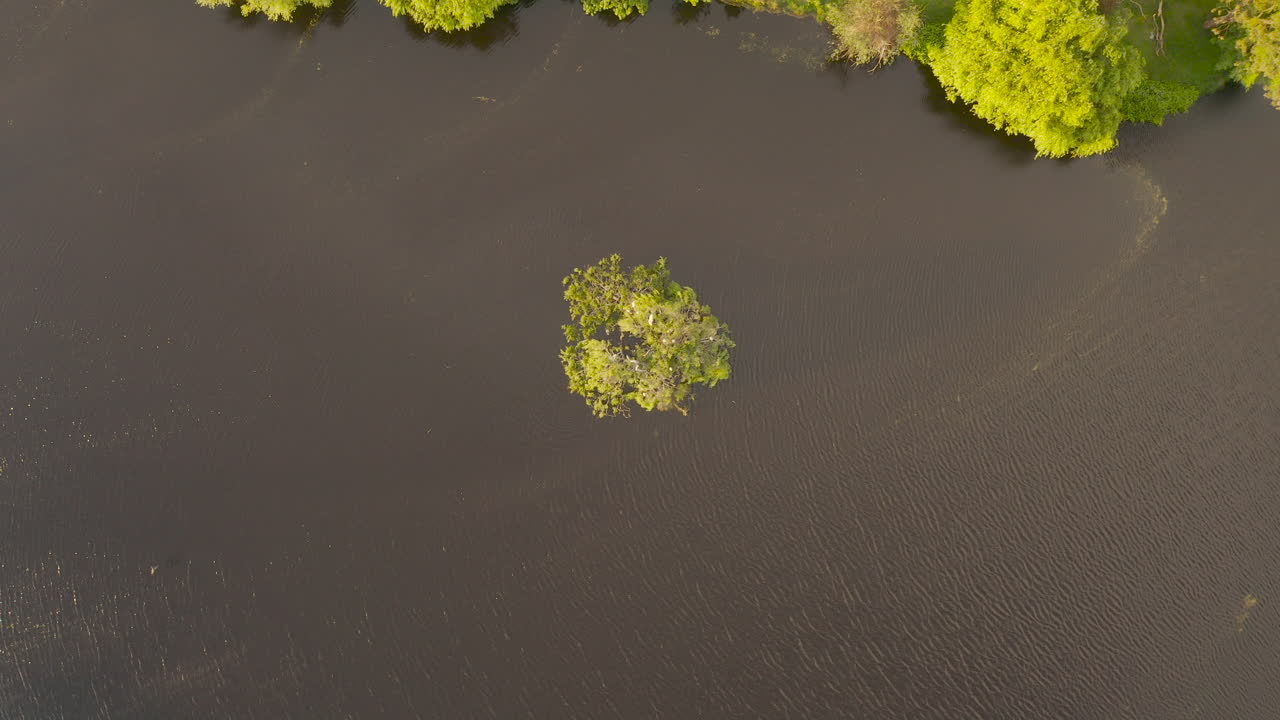 카메라가 부드럽게 아래로 기울어져 새들이 작은 나무 섬에서 그들의 둥지에 우아하게 날아가는 것을 포착합니다.