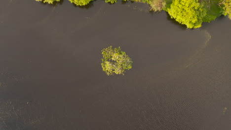 La-Cámara-Se-Inclina-Suavemente-Hacia-Abajo,-Capturando-Pájaros-Volando-Con-Gracia-Hacia-Sus-Nidos-En-Una-Pequeña-Isla-De-árboles.