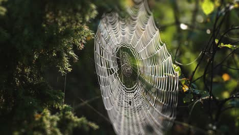 A-delicate-spiderweb-suspended-between-the-branches