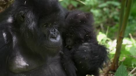 slowmotion shot of a mother gorilla holding her baby in rwanda