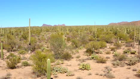 4k aerial of desert landscape with cacti at saguaro national park, by tucson, arizona, usa