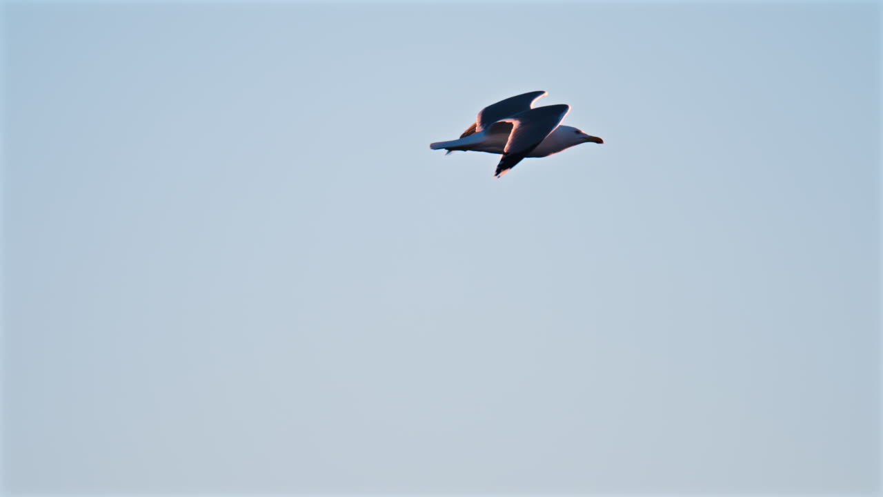 Close up of a seagull flying on a blue sky background