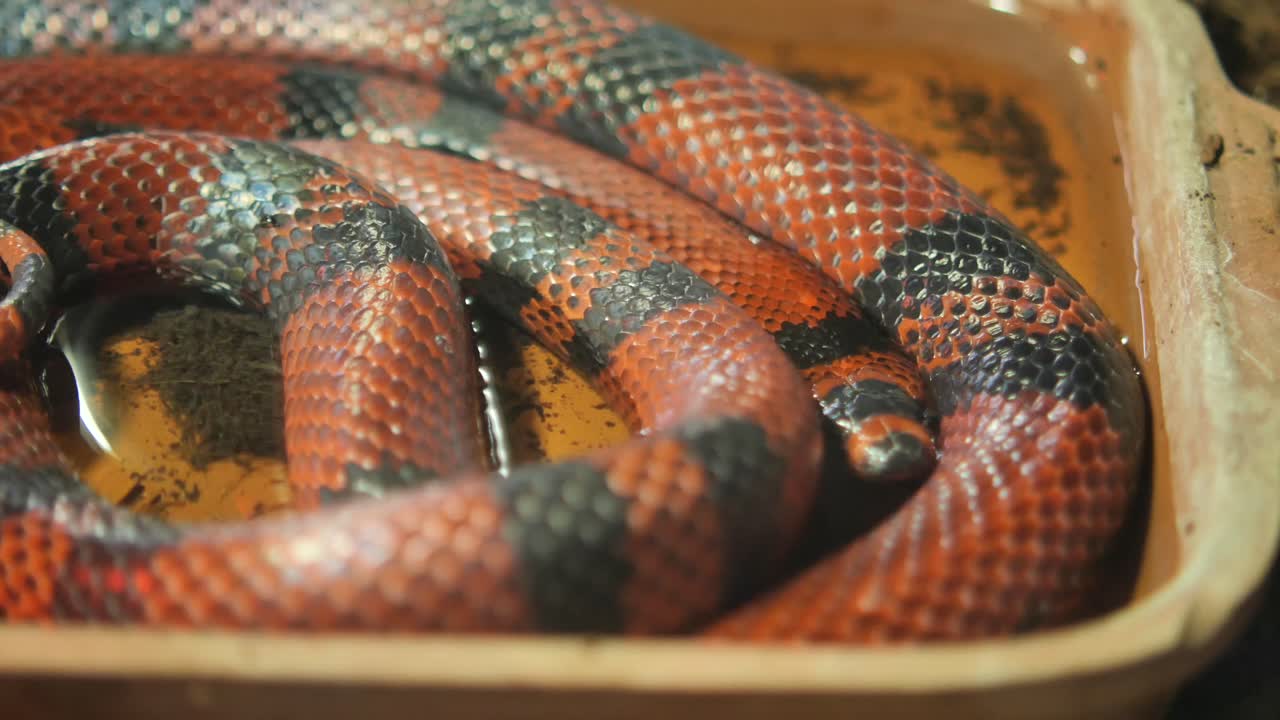 Primo piano di serpente corallo