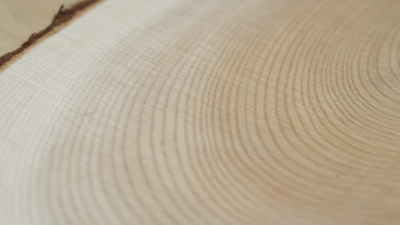 나무 원 줄기 배경 위에서. 단 절단  나무 나무 회전. 선택적 초점.