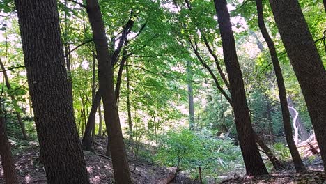 bosque verde natural, principios de otoño, estático