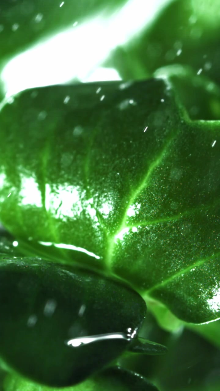 Macro di foglia verde fresca con gocce d'acqua.