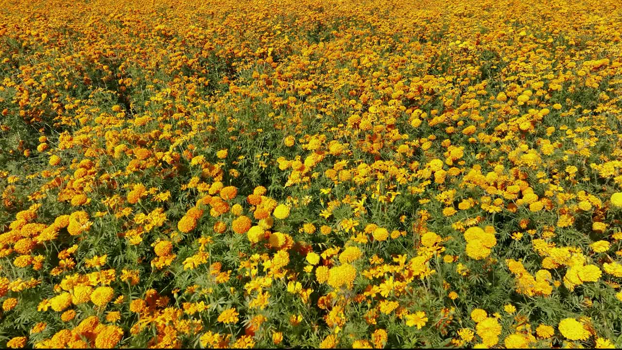 Video aereo in avvicinamento di coltivazioni di fiori di calendula in Messico