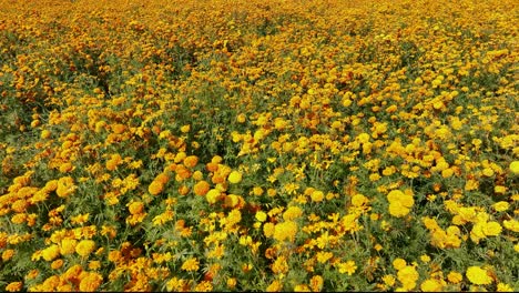 aerial push in video of marigold flower crops in méxico