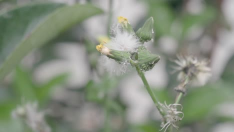 primer plano de una planta con flores y semillas esponjosas