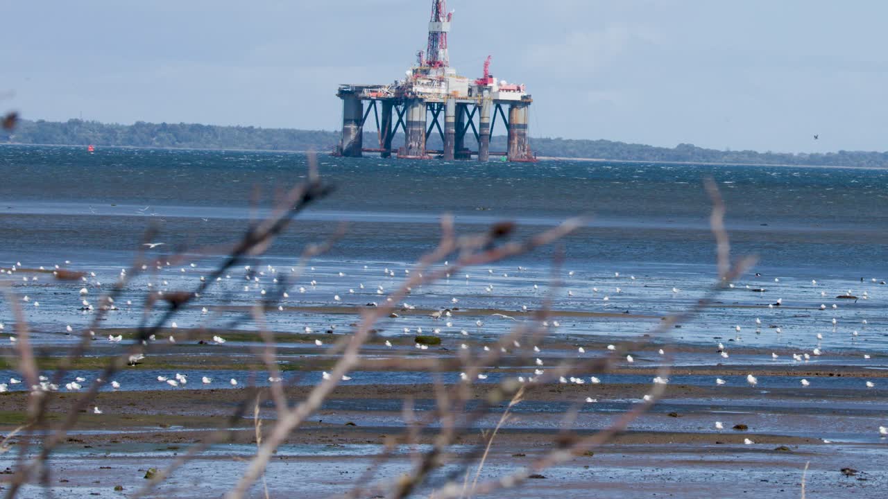 Static telephoto shot of oil platform, tidal flats, seabirds, branches in foreground, daylight