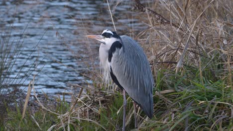 observing a heron beside a calm river