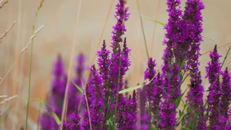 las abejas se agrupan alrededor de las flores púrpuras perfumadas que florecen
