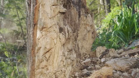 Toma-En-Cámara-Lenta-De-Un-Hacha-Cortando-Madera-De-Un-árbol