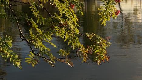 tree branches above calm water at sunset, rowan berry tree above water