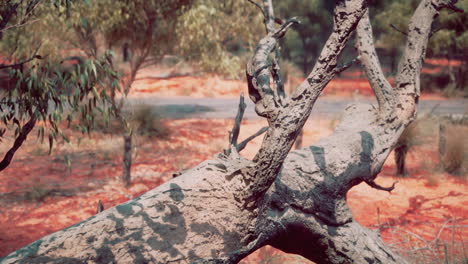 árbol caído en el bosque australiano