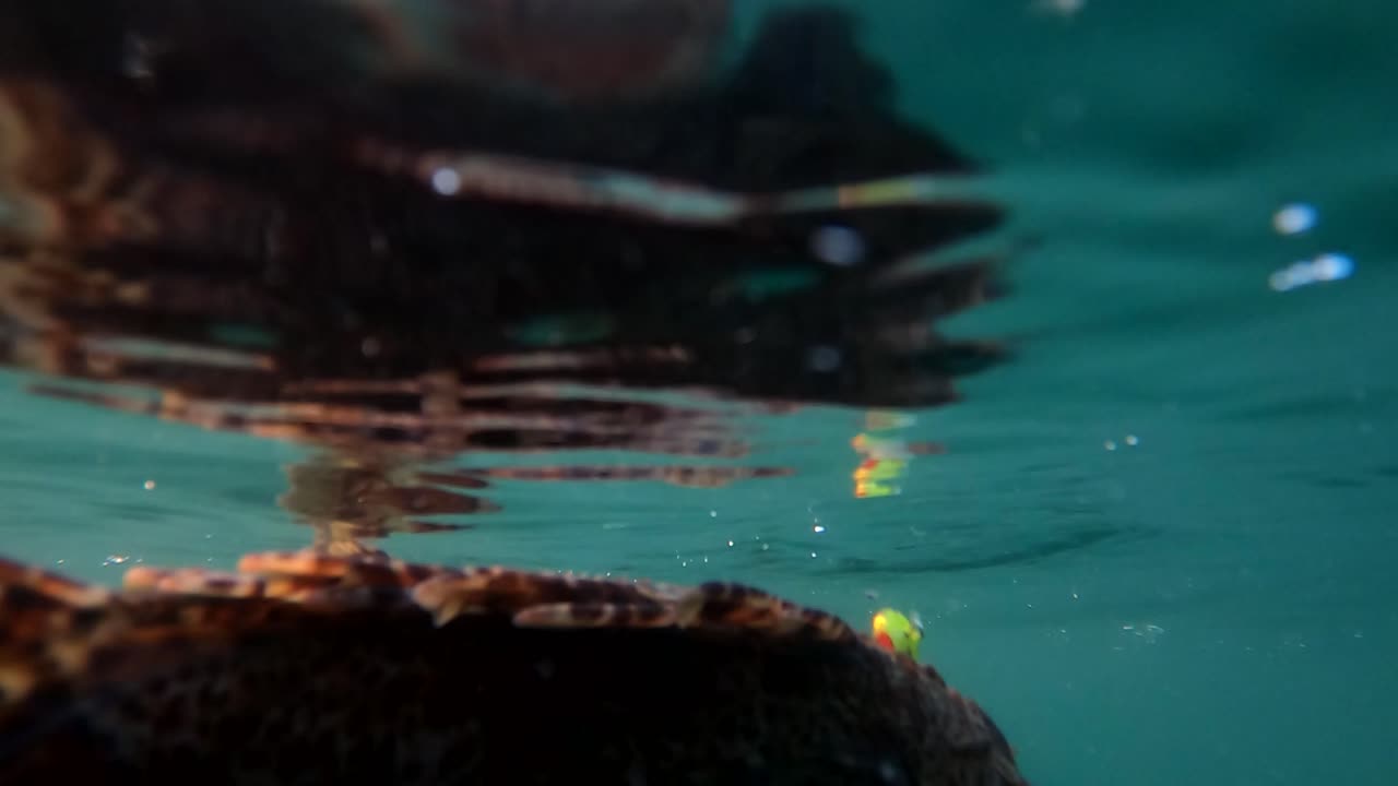 la escultura lucha mientras el reflejo y los rayos de luz se muestran soñadores en el agua.