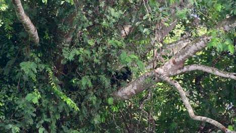 El-Oso-Negro-Asiático-Bajando-De-Un-árbol-Fructífero,-Ursus-Thibetanus,-También-Se-Llama-Oso-Negro-Asiático