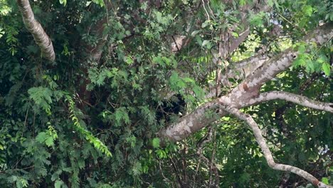 el oso negro asiático bajando de un árbol fructífero, ursus thibetanus, también se llama oso negro asiático