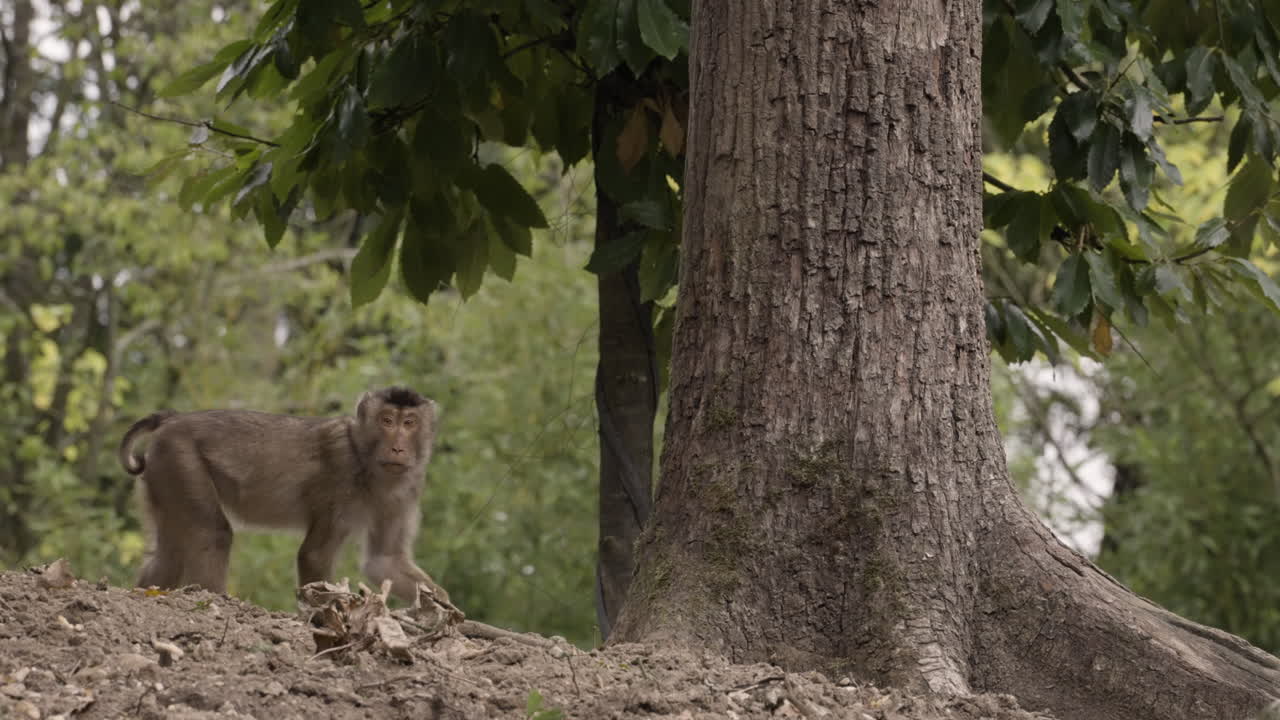 Wild monkey near broadleaf tree, side view