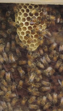 bees on a honeycomb