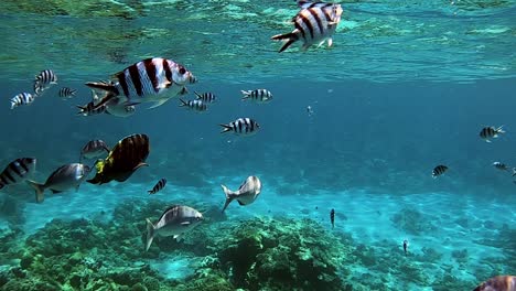 coral reef fish in clear beautiful blue water - underwater