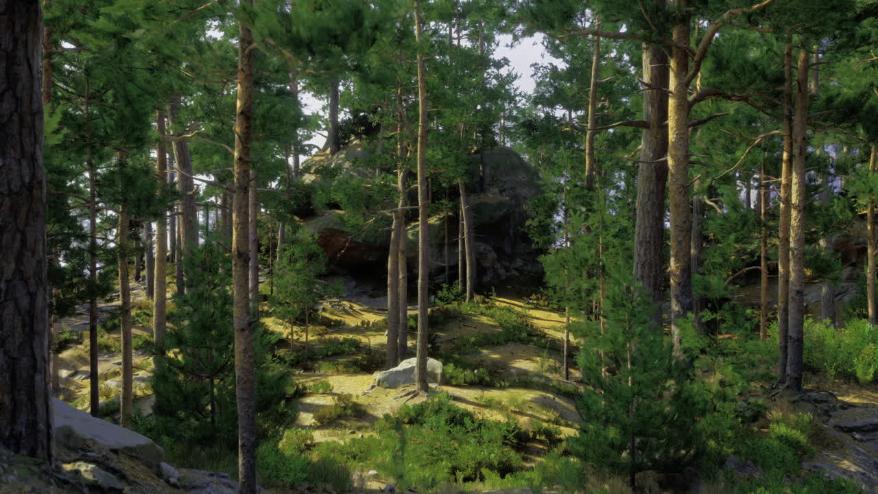Sunlight filtering through trees in a serene forest setting during daytime