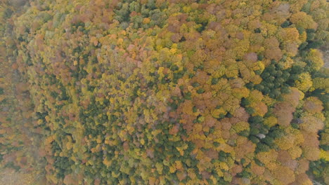 spin aerial view: flight over a pine forest with autumn colors