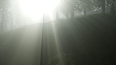 forest in autumn morning mist