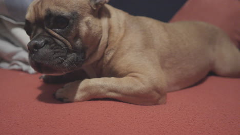 primer plano - bulldog francés descansa en el sofá dentro de casa