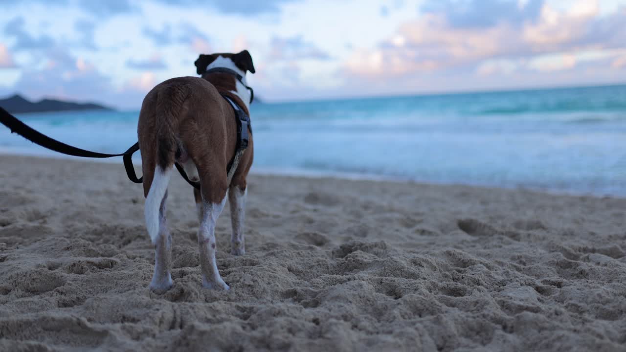 perro macho, marrón y blanco parado en la arena y mirando las olas del océano