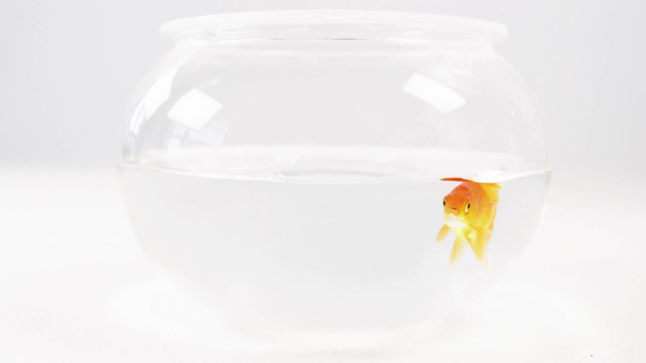 물고기 크 에서 수영 하는 금고기