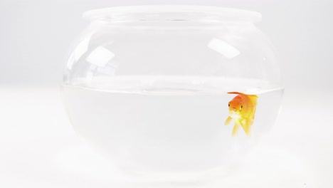 goldfish swimming in fish tank