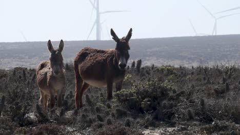 la imagen muestra un grupo de burros en un paisaje desértico ubicado en un parque eólico